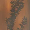 pheb_bttchr