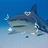 i_heartt_shark