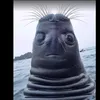 dinozaur7312