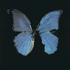 butterflies_17m