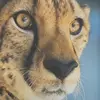 le_guepard_face_time