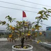 phamtien115