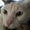 homeycat88