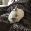 bunniiimochiii