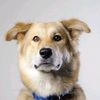 a.bearthatisadog