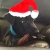doggylover625