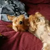 mavieavecsechien