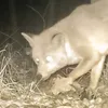 foxa59