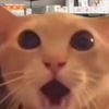 5chats4