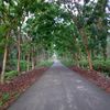 halmahera0496