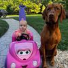 oakthevizsla