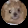 winky_cat123