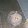 yaserdk0