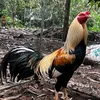 hoangviet3030