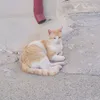 aadavaan
