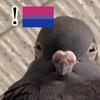 amercurydove