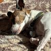 my_dog_magpie