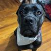 harley_the_cane_corso