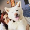 hudson.the.akita