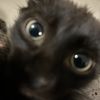 meowjuana._