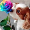 coco_6523