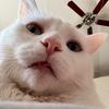 berry____cherry