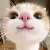 sd_juss