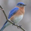 blue.bird.5