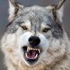 seawolfswim