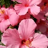 nermin_rose