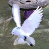 Vini-Pigeons