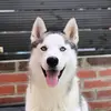 The Husky Enzo