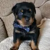 granny_the_rottweiler