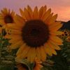 sunflowersunshine314