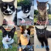 emilyrosecats