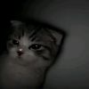 satra_2906
