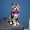 malakli_cat