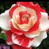 yaz_yagmuru09