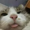 gord0nramsme