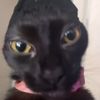 garbanzo_beanz_3