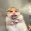 umpkonoinhieu
