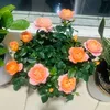 thuy_cute_8888