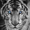 iuliang28