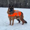 kallie_gsd