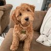buttersrthegoldendoodle