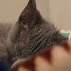 graypaw