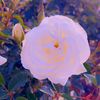 lilrosevii