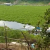 ediwarnadi