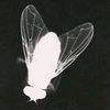 sixdisgustingspiders