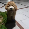 maltipoo_berlin
